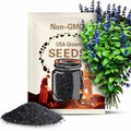 50+ Black and Blue Salvia Seeds, Tender Perennial, Live Starter Plant, Perennial Hummingbird Flower, Deep Blue Blooms, Pollinator Friendly