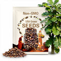 Sawtooth Oak Acorns: Tested Planting Seeds, Decor, Animal Feed