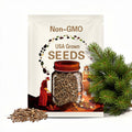 Greek Fir Tree Seeds (ABIES CEPHALONICA)