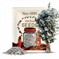 Silver Dollar Eucalyptus Seeds, Open Pollinated, Non-GMO, Eucalyptus cinerea